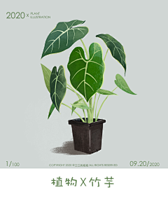 jhqAPRd9采集到插画植物