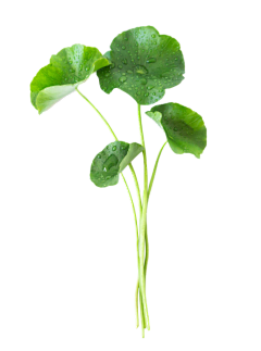 落花迷醉时候采集到万物