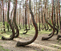 译言网|世界上确实存在的10大美景【4.弯曲森林（TheCrookedForest）】引文：弯曲森林正好处在波兰西波美拉尼亚尼亚的诺威地区的外面。那里的树丛容纳了约有400棵树干弯曲的松树。这些树木种植在1939年的某些时候，但它们究竟为什么会弯曲或者是谁干了这件事，仍然还无人知道。梦幻般的美景不仅存在于电影和童话里，然而在现实世界中也有！在你看到了这些照片后，就会相信。
