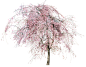 立面树