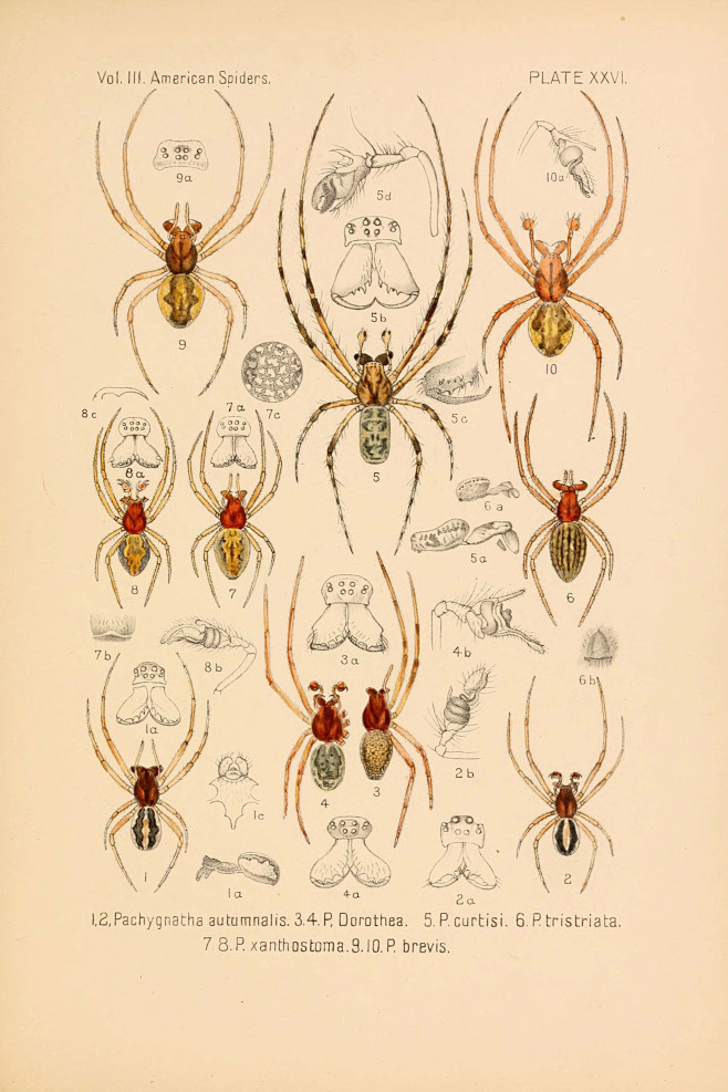昆虫图鉴●蜘蛛