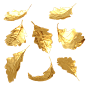 金色色叶子
