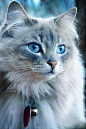 猫,垂直画幅,宠物,蓝色眼睛,无人,2015年,动物,特写,摄影