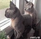 昨晚看球，今天太困了…… - 言兑网#搞笑# #gif# #猫咪# #萌宠# #搞笑萌宠# #宠物# #猫# #动态图# 