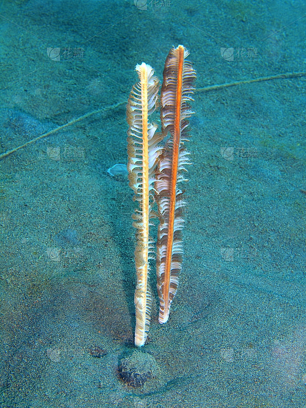 海笔