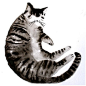 猫的姿态 | 墨尔本设计师 Laura Mckellar 的水彩画