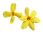 花 (7)
