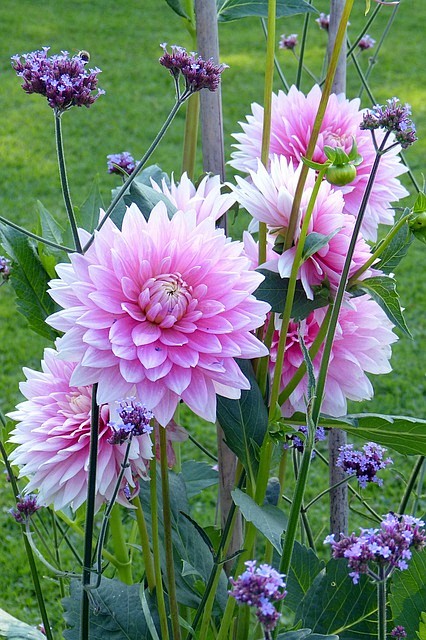 大丽花