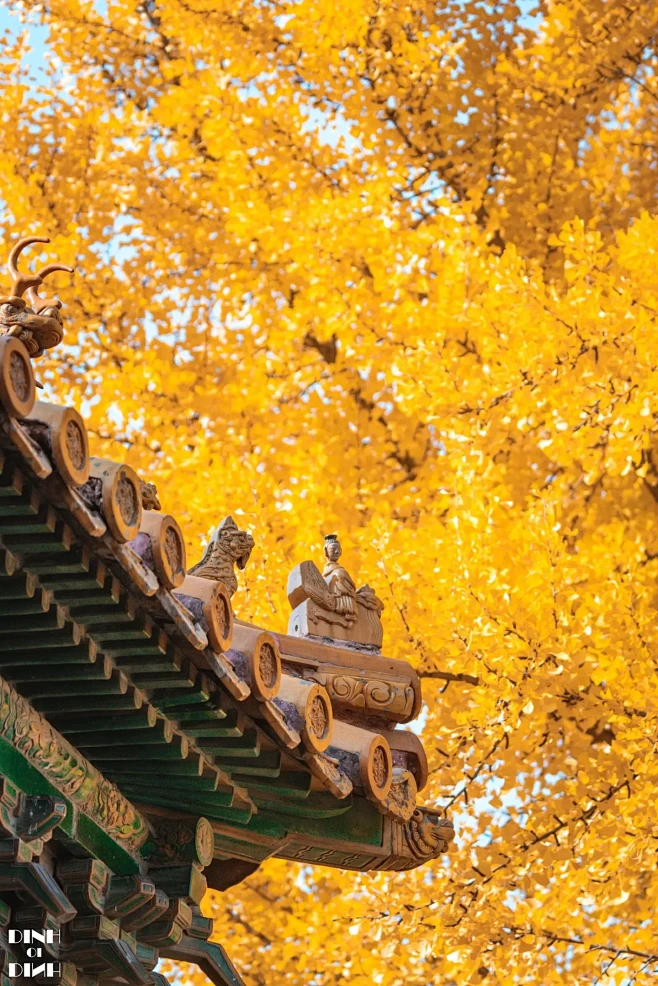 北京故宫|故宫秋色怎么拍 秋天拍照攻略。...