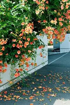 风来听风，雨来赏雨，花落不悲，花开不喜。守着一窗宁静，半点清逸，不问俗情，不需刻骨。纵使老去，惟愿韶华深处，依旧有暗香浮动，那是我写给岁月最美的诗行。