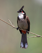 红耳鹎：鸟纲，国家三级保护动物。
