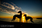 Sighthound Sunset by Cilje Moe on 500px