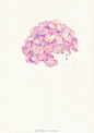 一朵，两朵，三四朵。粉色绣球花水彩教程。#手绘# ​#水彩#（作者：苏木--Summer） ​​​​
