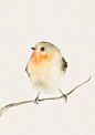 Watercolor Bird Bird Art Print from Original by dearpumpernickel: 