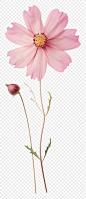 PNG Pressed pink flower blossom petal plant inflorescence.