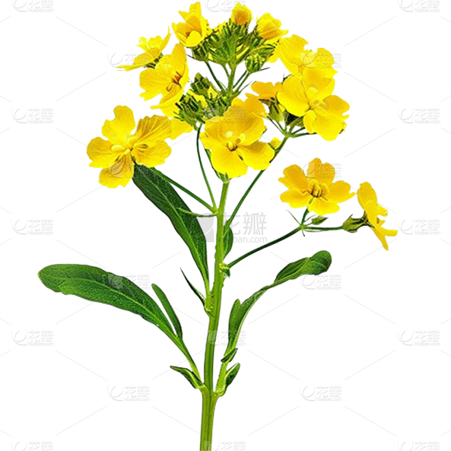 植物通用实景黄色油菜花花朵元素素材