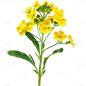 植物通用实景黄色油菜花花朵元素素材