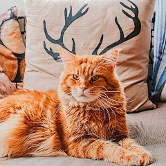 孤行黑猫采集到口耐的小动物