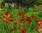 Ernest Bieler - Poppies | Flickr - Photo Sharing!