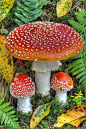 Amanita Muscaria, commonly known as the Fly Agaric or Fly Amanita ~ By Stefano Vianello: 