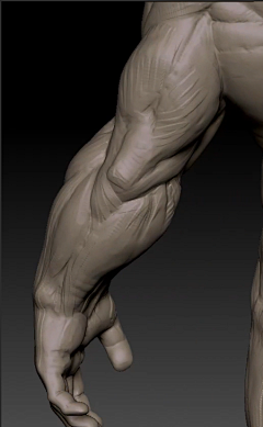 鱼菓采集到muscle
