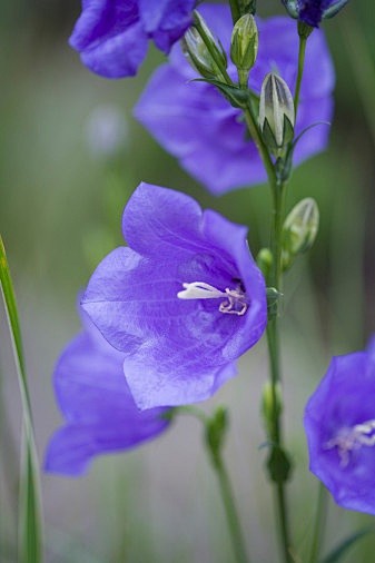 Campanula persicifol...