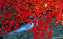 深秋即景 秋天风景壁纸 秋季风光壁纸 树木与红叶 Wallpaper of fall season Colors 深秋即景秋天风景壁纸 风景壁纸_360图片