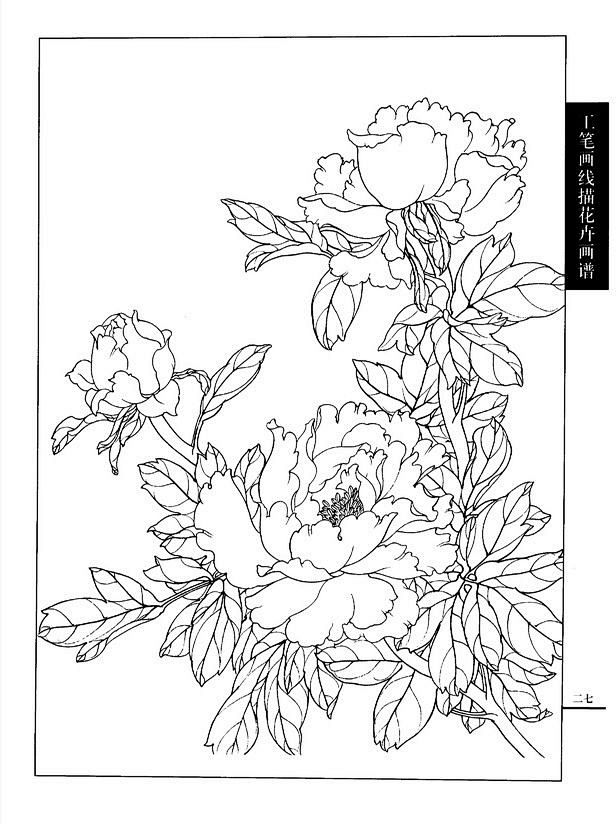 《工笔画线描花卉画谱(牡丹)》天之狼该采集也在以下画板加载更多