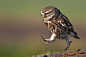 animal-photography-39