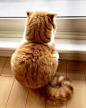 小橘猫Maru的背影，好想给他一个爱的抱抱 ins：usako3883