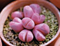 Lithops - I really want to grow some of these.