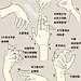 骨感的手