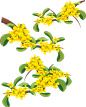 黄花