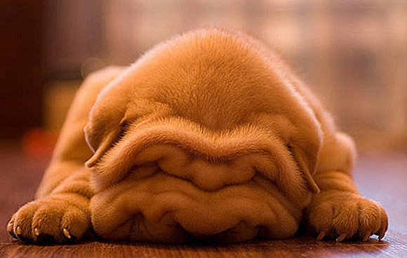 50 Cute Puppies Make...