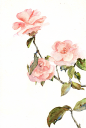 手绘花png (658×983)