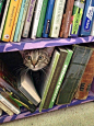 Meow...umm, hello. Can I help you find a book?  || Cat peeking out from lower book shelf :-): 