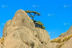 黄山和树木