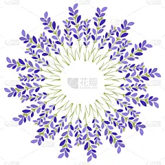 熏衣草,白色背景,星形,华丽的,模板,品牌名称,植物,夏天,普罗旺斯,花