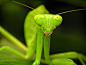 Praying Mantis Wallpaper