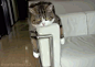一只来自日本的调皮可爱的猫咪Maru，超级喜欢钻箱子[爱你]