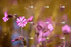 红色康乃馨 花 粉色的 粉红色的花 开花 花壁纸 尖花 自然