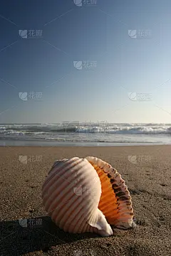 海螺壳在黎明(起)