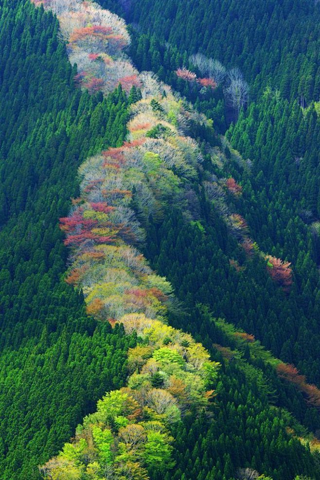 日本一座山的春夏秋冬。 ​​​​