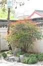 南天竹 Nandina domestica Thunb. 中国植物图像库
