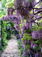  花园路径，紫藤树和紫藤巷