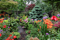 England_Gardens_Rhododendron_Poppies_Walsall_568242_1280x853