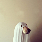  I am....Ghostdog.