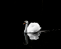 John Nugent在 500px 上的照片Swan Lake