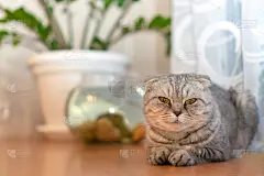 漂亮的灰色苏格兰折猫坐在一张桌子上，背景是室内植物和一个养着鱼的鱼缸