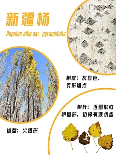 三种常见杨树鉴别图鉴，树形树皮树叶都有啦_2_天冬_来自小红书网页版